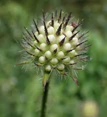 Image result for Dipsacus pilosus