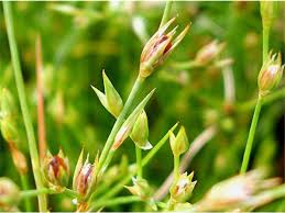 Attēlu rezultāti vaicājumam “Juncus bufonius bud”