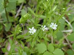 Attēlu rezultāti vaicājumam “Stellaria crassifolia”