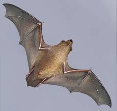 Attēlu rezultāti vaicājumam “Nyctalus noctula”