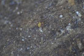 Attēlu rezultāti vaicājumam “Ophiotheca chrysosperma”