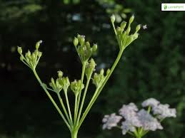 Attēlu rezultāti vaicājumam “Carum carvi flower”