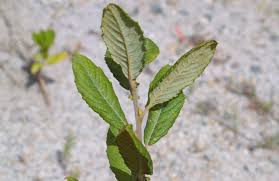 Attēlu rezultāti vaicājumam “Salix cinerea leaf”