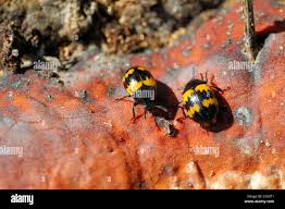 Attēlu rezultāti vaicājumam “Diaperis boleti”