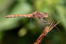 Attēlu rezultāti vaicājumam “Sympetrum vulgatum female”