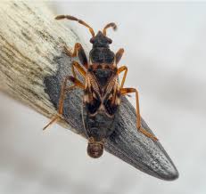 Attēlu rezultāti vaicājumam “Pinthaeus sanguinipes”