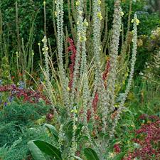 Attēlu rezultāti vaicājumam “Verbascum densiflorum leaf”