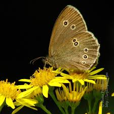 Attēlu rezultāti vaicājumam “Aphantopus hyperantus underside”