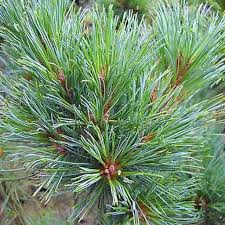 Attēlu rezultāti vaicājumam “Pinus sibirica”