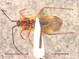 Attēlu rezultāti vaicājumam “Adelphocoris lineolatus imago”