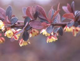 Attēlu rezultāti vaicājumam “Berberis thunbergii flower”