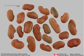 Attēlu rezultāti vaicājumam “Galega orientalis fruit”