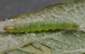 Attēlu rezultāti vaicājumam “Carpatolechia proximella”