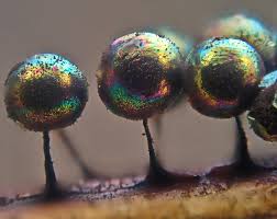 Attēlu rezultāti vaicājumam “Didymium difforme macro”