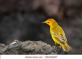 Image result for Dendroica petechia