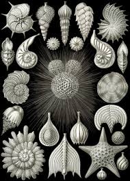 Image result for ernst haeckel