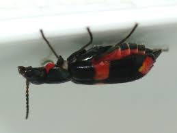 Attēlu rezultāti vaicājumam “Anthocomus fasciatus”