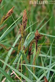 Attēlu rezultāti vaicājumam “Carex riparia”