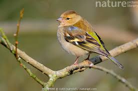 Attēlu rezultāti vaicājumam “Fringilla coelebs female”