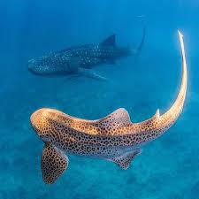 Image result for Stegostoma tigrinum