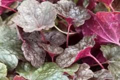 Image result for Heuchera `Swirling Fantasy`