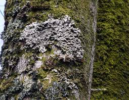 Attēlu rezultāti vaicājumam “Lobaria amplissima”