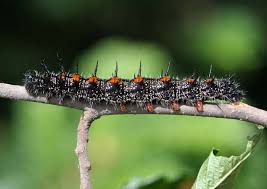 Attēlu rezultāti vaicājumam “Nymphalis antiopa”