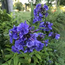 Attēlu rezultāti vaicājumam “Phlox paniculata”