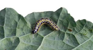 Attēlu rezultāti vaicājumam “Pieris brassicae larva”