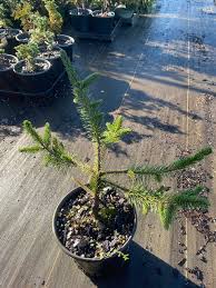 Attēlu rezultāti vaicājumam “Picea abies fo. virgata leaf”