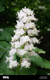 Attēlu rezultāti vaicājumam “Aesculus x neglecta flower”