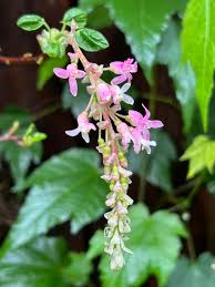 Attēlu rezultāti vaicājumam “Ribes nigrum flower”