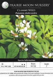 Attēlu rezultāti vaicājumam “Diderma ochraceum young”