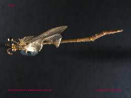 Attēlu rezultāti vaicājumam “Myrmeleontidae imago”