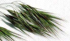 Attēlu rezultāti vaicājumam “Anisantha tectorum fruit”