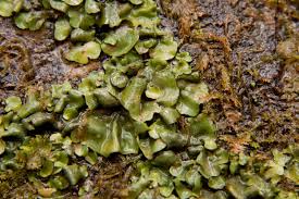 Attēlu rezultāti vaicājumam “Plectocarpon lichenum”