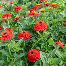 Image result for Zinnia elegans