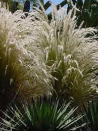 Attēlu rezultāti vaicājumam “Najas tenuissima”