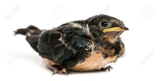 Attēlu rezultāti vaicājumam “Hirundo rustica juvenile”