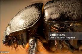 Attēlu rezultāti vaicājumam “Geotrupes stercorarius”