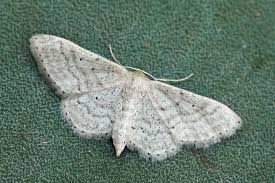 Attēlu rezultāti vaicājumam “Idaea sylvestraria”