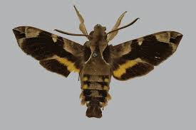 Attēlu rezultāti vaicājumam “Fuligo gyrosa macro”