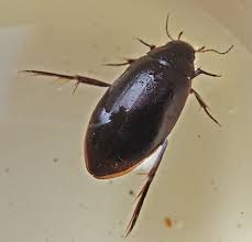 Attēlu rezultāti vaicājumam “Colymbetes paykulli”