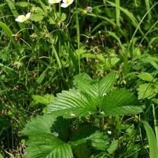 Attēlu rezultāti vaicājumam “Fragaria moschata flower”