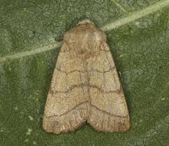 Attēlu rezultāti vaicājumam “Charanyca trigrammica”