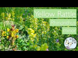 Attēlu rezultāti vaicājumam “Rhinanthus minor”