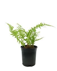 Attēlu rezultāti vaicājumam “Dryopteris filix-mas”