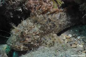 Image result for Scorpaena porcus