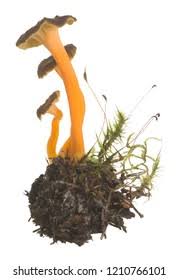 Attēlu rezultāti vaicājumam “Cantharellus lutescens”