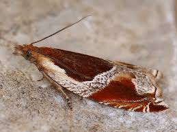 Attēlu rezultāti vaicājumam “Ancylis myrtillana”